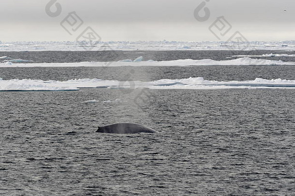 挪威斯瓦尔巴群岛北冰洋中浮出水面的<strong>蓝鲸</strong>