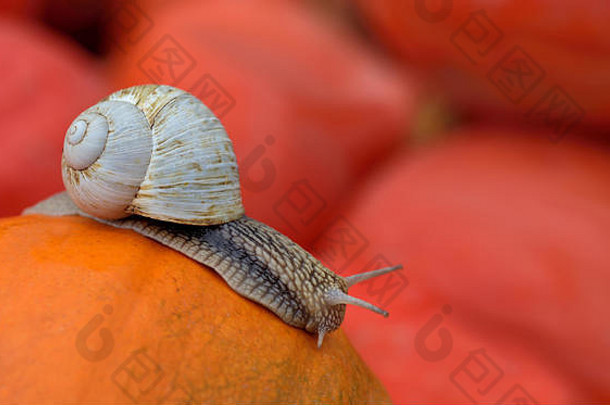 秋天，一只带蜗牛壳的大蜗牛在<strong>背景</strong>中其他<strong>南瓜</strong>前面的橙色<strong>南瓜</strong>上缓慢爬行