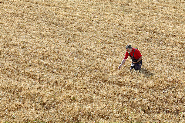 农业、农民或农艺师在准备收割的田地里检查小麦的质量