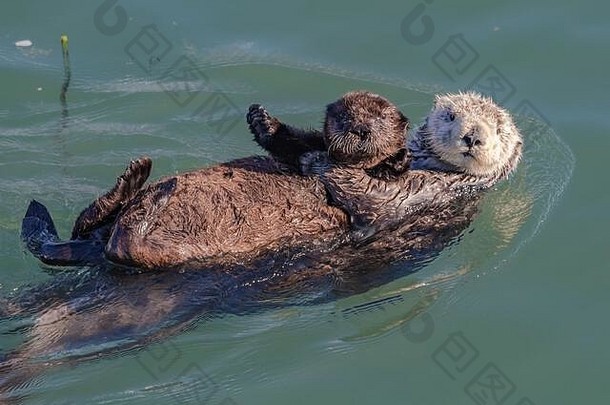 在加利福尼亚州莫罗湾，海獭妈妈和她的小狗一起游泳