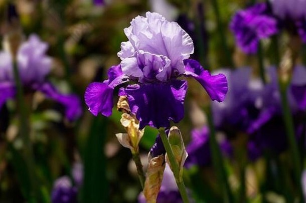 一个多色调的紫色胡须鸢尾在一片盛开的花茎中显得格外突出。