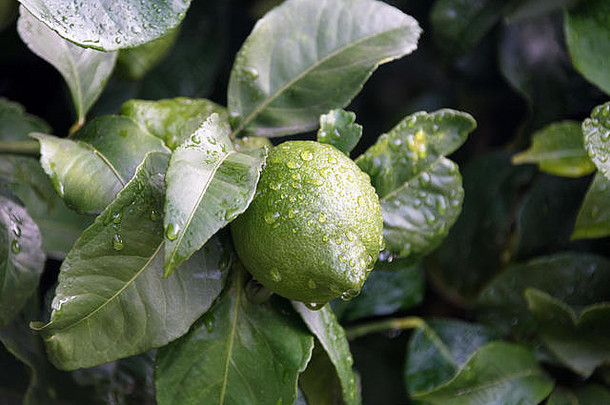 成熟的水果柠檬树关闭。新鲜的绿色柠檬酸橙，水滴挂在有机花园的树枝上