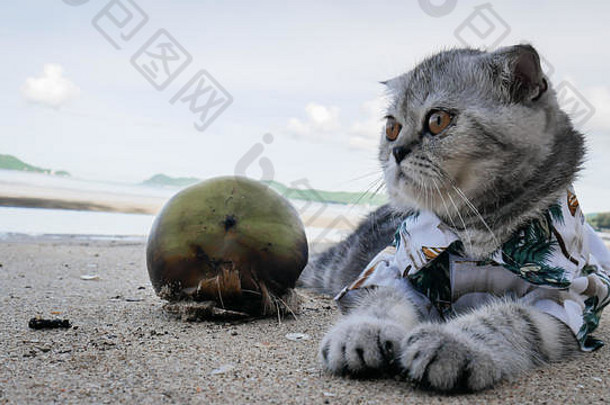 苏格兰褶皱猫穿衬衫海滩夏天概念