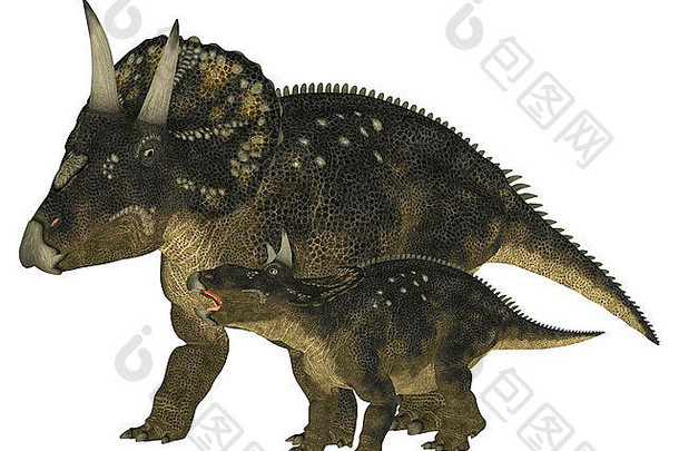 插图成人年轻的奈多克龙恐龙物种diceratops孤立的白色背景