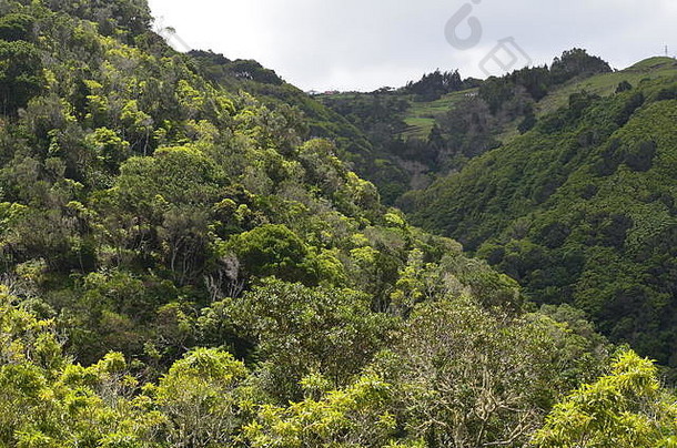 亚速尔群岛圣玛丽亚岛常绿月桂林的遗迹