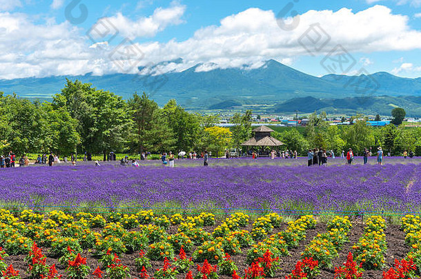 在日本北海道富里野富田农场，夏季阳光明媚的日子里，在自然背景下，种植紫色薰衣草花
