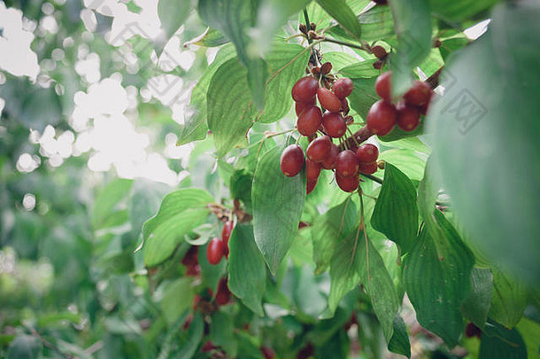 夏日花园里阳光明媚的日子里，山茱萸树上的鲜红色成熟果实。