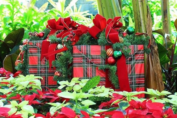 圣诞礼物用红、黑、绿、白格子纸包裹，红结，红色和绿色球茎插在一品红和其他植物中间