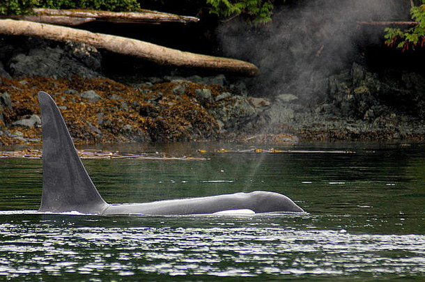 <strong>瞬态</strong>虎鲸杀手鲸鱼浮出水面quadra岛英国哥伦比亚