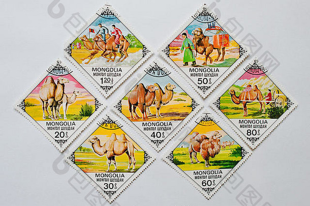 乌兹戈罗德，乌克兰-大约2016年5月：蒙古印刷的菱形邮票集展示了专门用于骆驼的系列，约