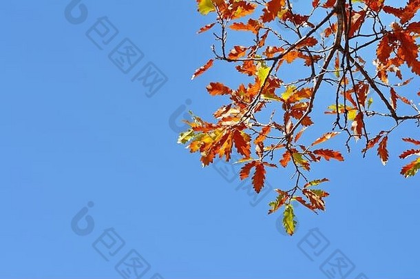 秋天森林里长着橘黄色叶子的橡树枝。自然背景。