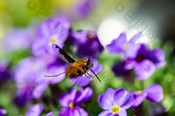 一种深色边缘的蜂蝇（大孟买蜂），寄生在红腹蜂属（红腹蜂属）上
