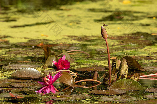 <strong>荷花</strong>塘。<strong>蜻蜓</strong>坐在睡莲上。Sungei Buloh湿地保护区的湿地中心。