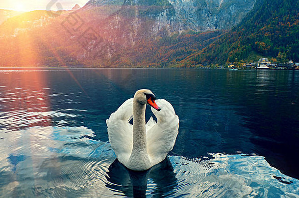 天鹅肖像沉默的天鹅天鹅座气味滑翔湖哈尔斯塔特奥地利日出早....光令人惊异的早....场景有雾的早....美丽的天鹅