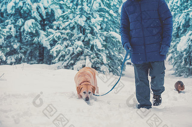 男人。拉布拉多寻回犬狗走深雪冬天猫男人。
