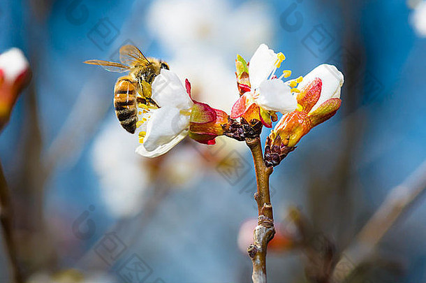 蜜蜂杏花蜜蜂自然春天花蜜收穫園藝花粉蜂蜜