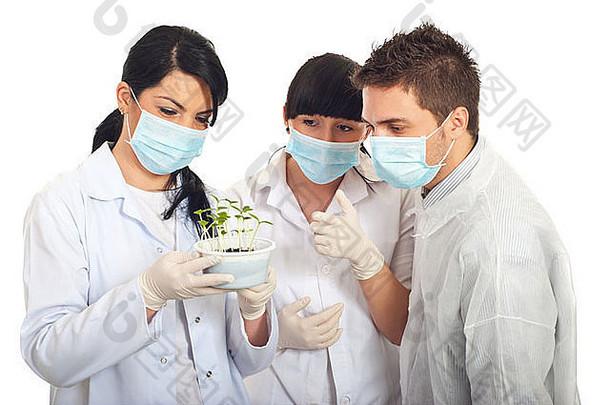 科学家们团队检查植物黄瓜土壤孤立的白色背景