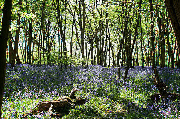英国的蓝铃树