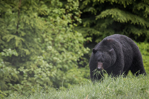 孤独的黑色的熊吃草早期早....惠斯勒