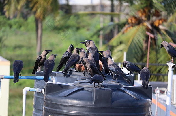 集团黑色的乌鸦自然