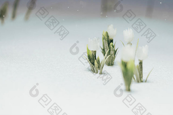 雪下的第一朵白花。晚上在下雪