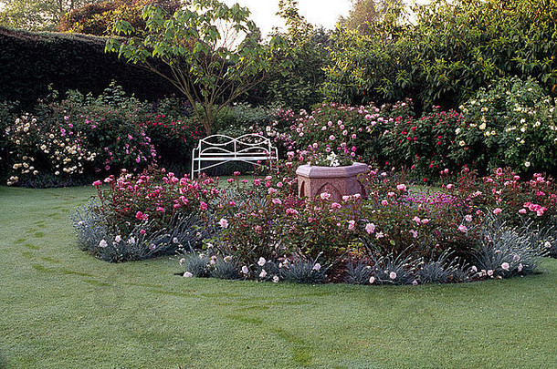 在一个有白色金属长凳的乡村玫瑰园中，花园床上的粉红色玫瑰镶有白色石竹