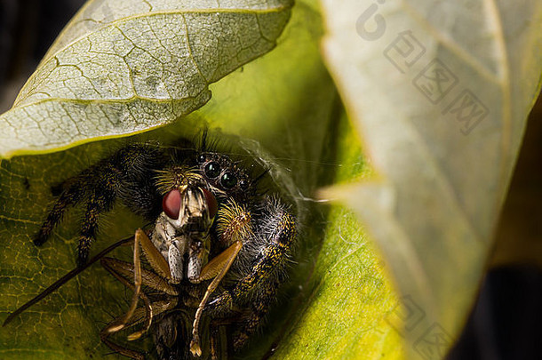 有着闪亮绿色嘴的黑色跳跃蜘蛛吃着叶子上有着红色眼睛的苍蝇。