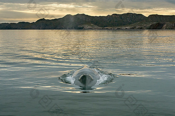 墨西哥巴哈科尔特斯海卡门岛日出时，<strong>蓝鲸</strong>迎面而来
