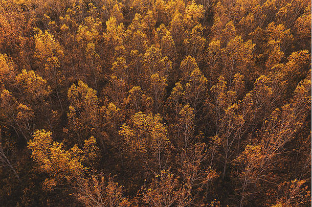 空中视图阿斯彭树森林秋天日落美丽的橙色叶子树木繁茂的区域景观