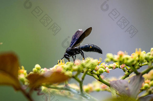 一只眼肌，キオビツチバチ, 日本的蓝齿黄蜂（blue齿状黄蜂）沿着步道栖息在一簇灌木杀手小花和花蕾上