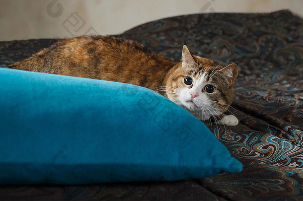 harismatic姜猫狩猎蓝色的沙发