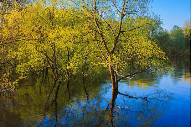 一棵树在春<strong>季</strong>洪水期间站在水中。美丽的<strong>春色</strong>倒映在河面上