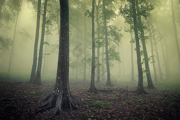 绿色<strong>神秘</strong>的雾槽树超现实主义的森林