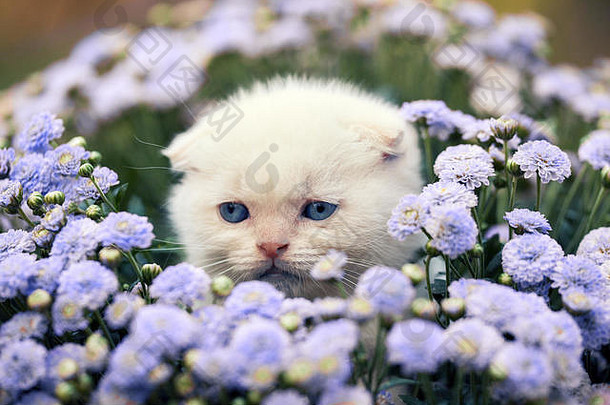 可爱的白色苏格兰褶皱小猫坐着花