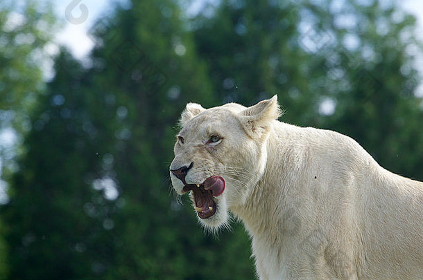 非常美丽的背景和尖叫愤怒的白狮