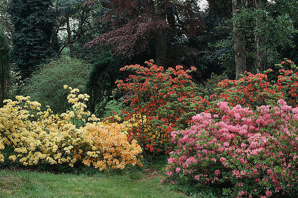 春天，在大的乡村花园里，边界上有淡黄色和粉红色的杜鹃花和杜鹃花