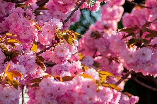 背景为粉红色<strong>樱</strong>花，背景为背光阳光。春天美丽的自然风光