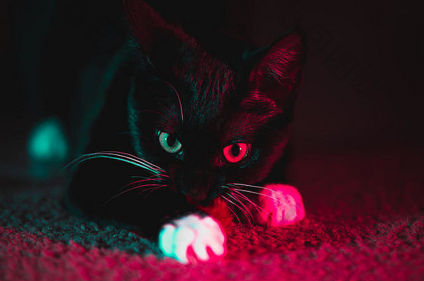 燕尾服小猫在五颜六色的灯光下玩耍