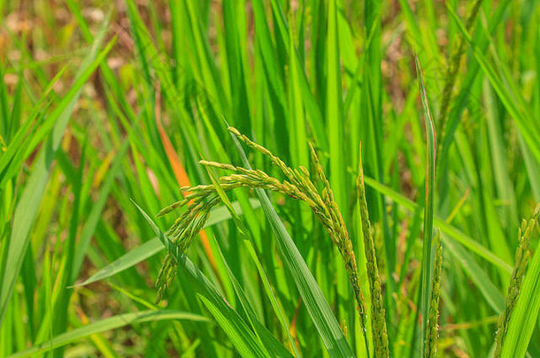田间水稻背景中的绿色水稻