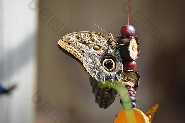 一只美丽的棕色猫头鹰蝴蝶正在吃水果。