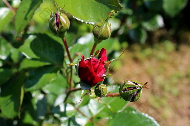 在温暖晴朗的日子里，红玫瑰在绿叶背景上完全闭合，部分开放的小芽