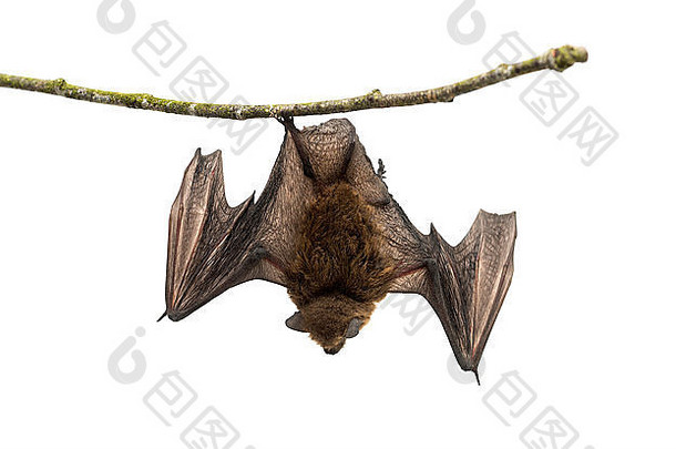 老的普通弯翅蝙蝠栖息在白色背景前面的树枝上