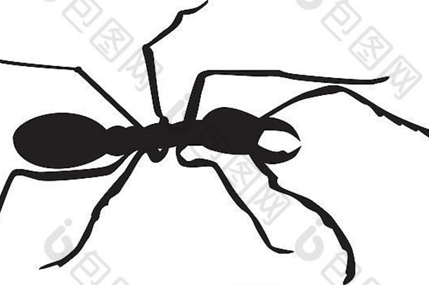 插图蚂蚁轮廓白色背景