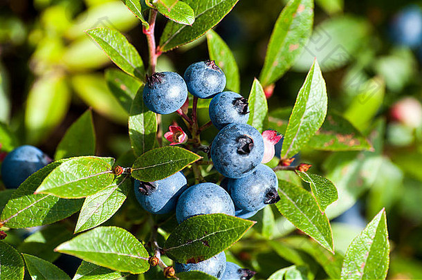 蓝莓群成熟结束夏天