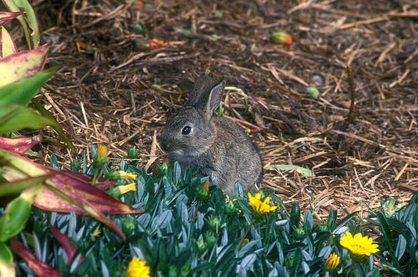 兔子损害植物野生兔子喂养的原产地花植物保护者减少损害
