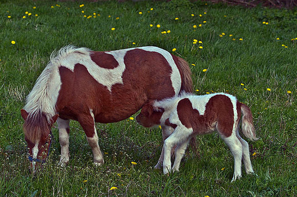 漂亮的一对。母亲和孩子，母马和小马驹在长着蒲公英的草地上，小马驹在吃奶。水平的