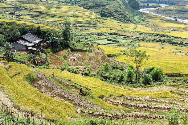 大米收获时间谷muong花河的giay村的谷北越南