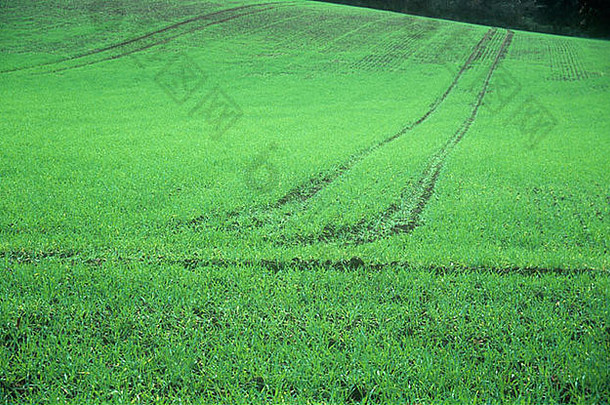 绿色和成熟的冬大麦田的一部分，拖拉机牵引线穿过，斜坡由树篱支撑