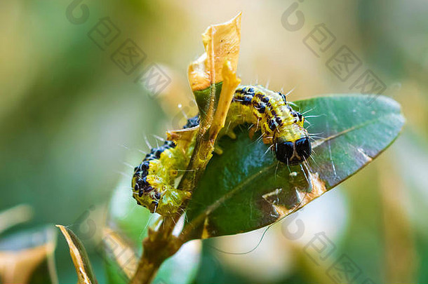 盒形树蛾，Cydalima perspectalis，是欧洲的<strong>入侵物种</strong>，在英国被列为顶级花园害虫