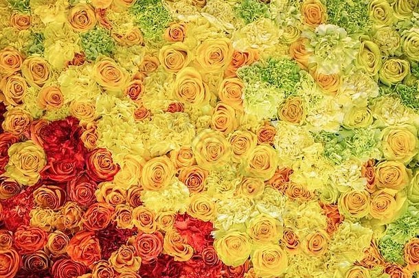 明亮的色彩斑斓的模式黄色的红色的玫瑰新鲜的花纹理背景前视图花摘要壁纸设计